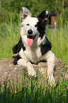 lying Border Collie