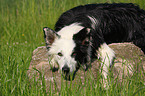 lying Border Collie