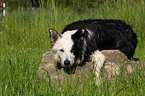 lying Border Collie