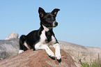 Border Collie Puppy