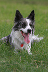 lying Border Collie