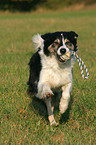 playing Border Collie