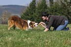 woman plays with Border Collie