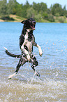 jumping Border Collie