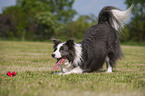 Border Collie