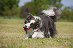 playing Border Collie