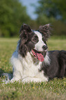 lying Border Collie