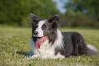 lying Border Collie