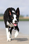 walking Border Collie