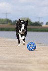 playing Border Collie