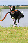 playing Border Collie