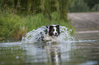 splashing Border Collie