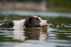 swimming Border Collie