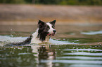 swimming Border Collie