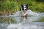 running Border Collie