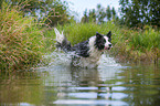 running Border Collie