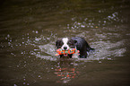 playing Border Collie