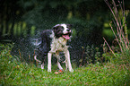 shaking Border Collie