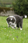 Border Collie Puppy