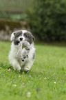 Border Collie Puppy