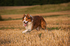 running Border Collie