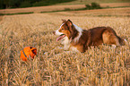 lying Border Collie