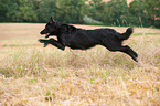 jumping Border Collie