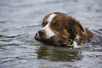 swimming Border Collie