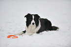 lying Border Collie