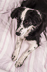 lying Border Collie