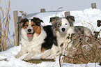 2 dogs in the snow