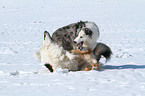 2 playing dogs in the snow