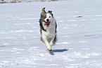 running Border Collie