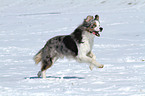 running Border Collie