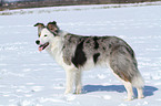 standing Border Collie