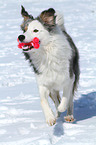 playing Border Collie