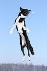 jumping Border Collie