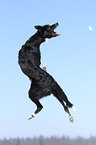 jumping Border Collie