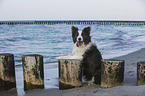 sitting Border Collie