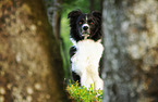 sitting Border Collie