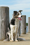 sitting Border Collie