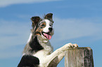 Border Collie Portrait