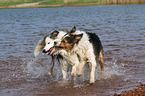 2 playing dogs in the water