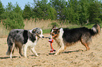 2 playing dogs at the beach