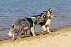 2 playing dogs at the beach