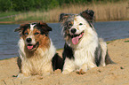 2 dogs at the beach