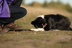 lying Border Collie