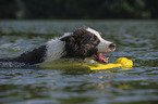 swimming Border Collie