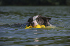 swimming Border Collie