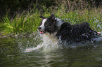 splashing Border Collie